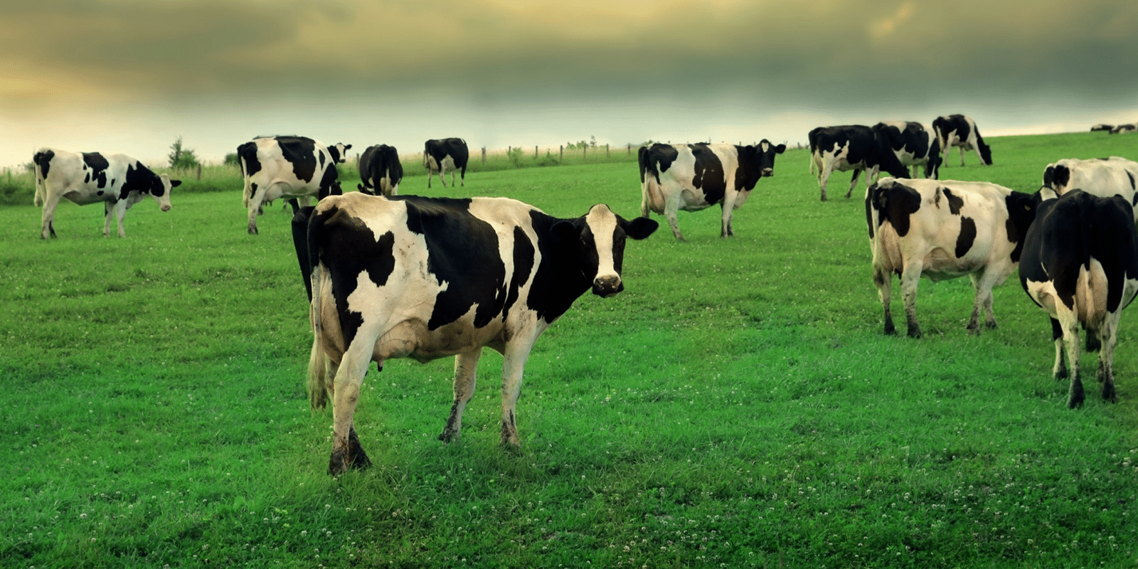 Dairy Farmers of America DFA Brand sites Orases