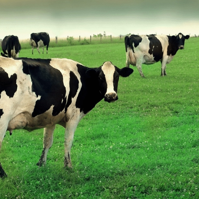 dfa-cow