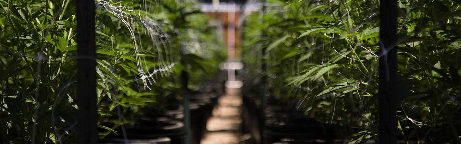 Row of cannabis plants