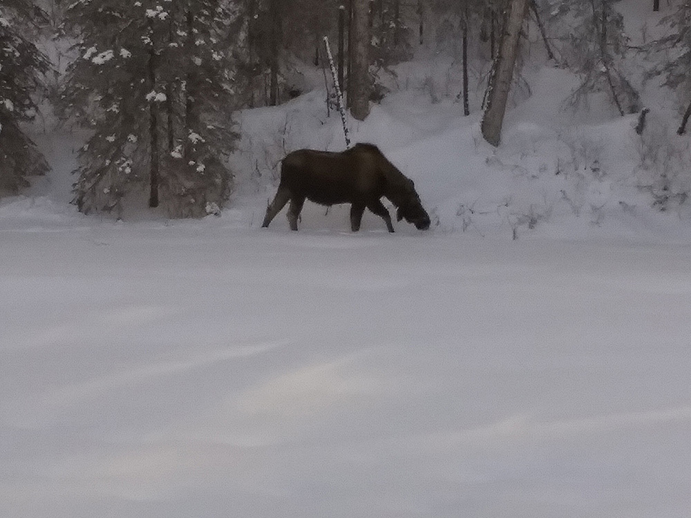 backyard visitor young moose